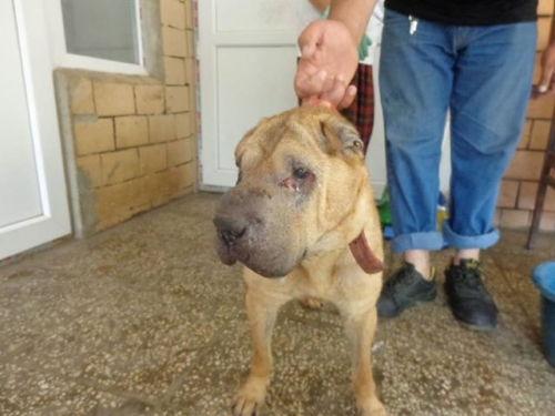 შარპეი ბეტი