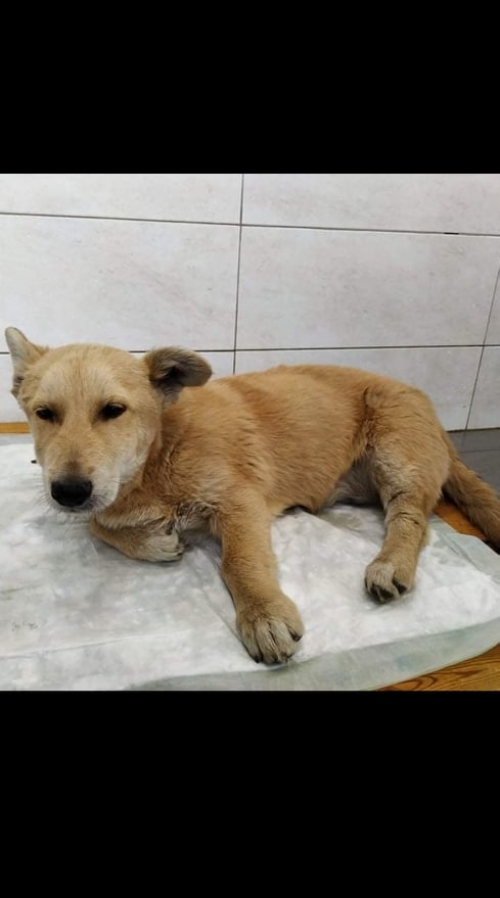 მეტისი აფრიკა. გუმათჰესის ქუჩა