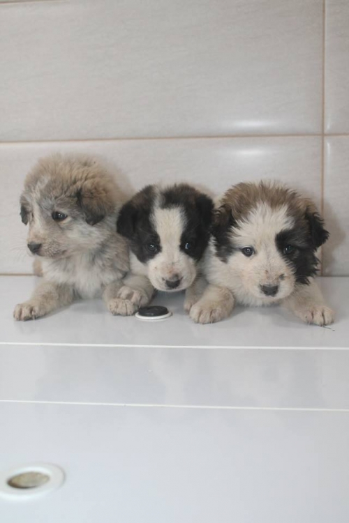 მეტისის ლეკვები უსახელო