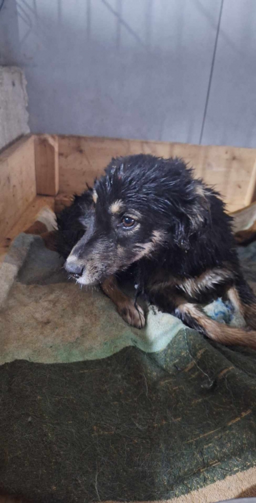 მეტისი კახეღი ვარაზის ხევი