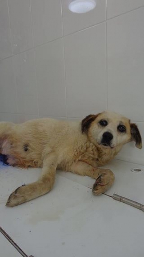 მეტისი უსახელო