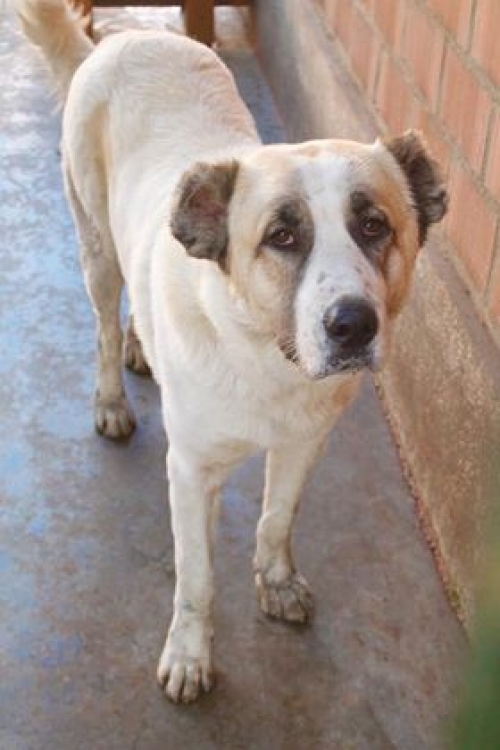 ქართული ნაგაზი უსახელო