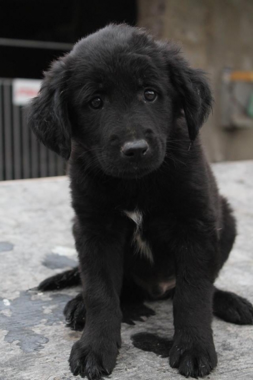 ბალონკა