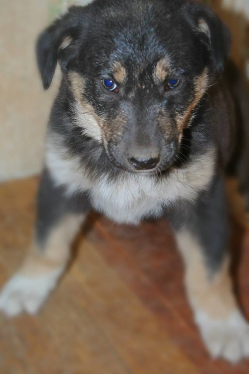 მეტისი უსახელო