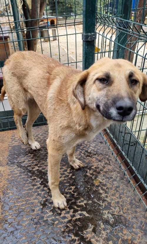 მეტისი ავჭალა სახელი კირა