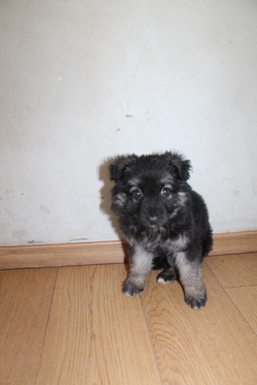 გერმანული ნაგაზი უსახელო