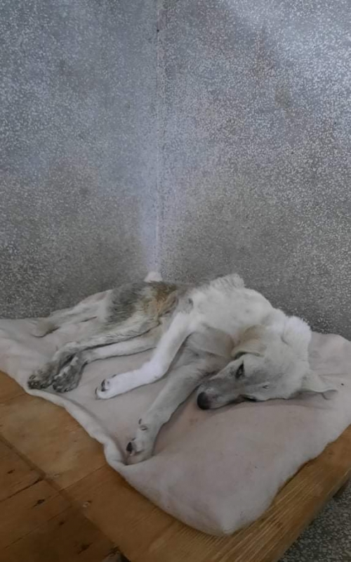 მეტისი ჩამოიყვანეს მუხრანიდან