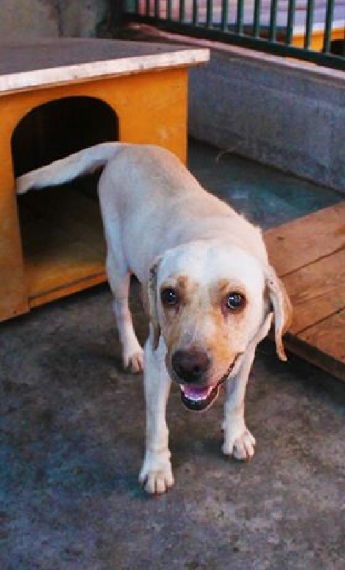 ლაბრადორი უსახელო