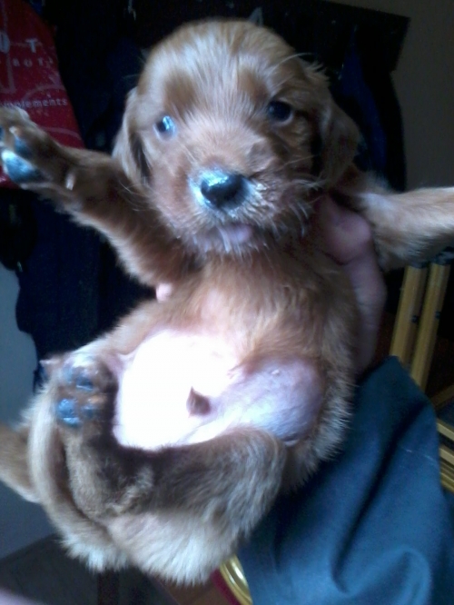 ირლანდიური სეტერი უსახელო