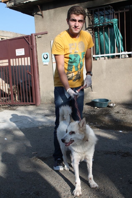 რუსული ლაიკა ლუსი