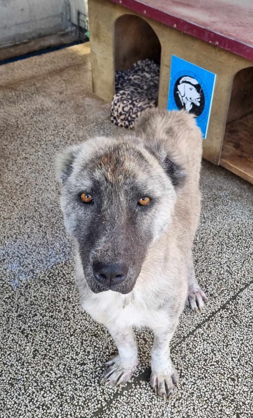 ქართული ქოფაკი ლილო