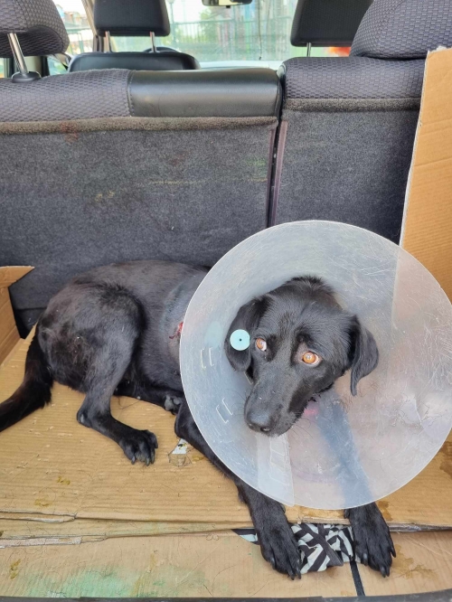 მეტისი გაგარინის მოედანი სახელი თუთა