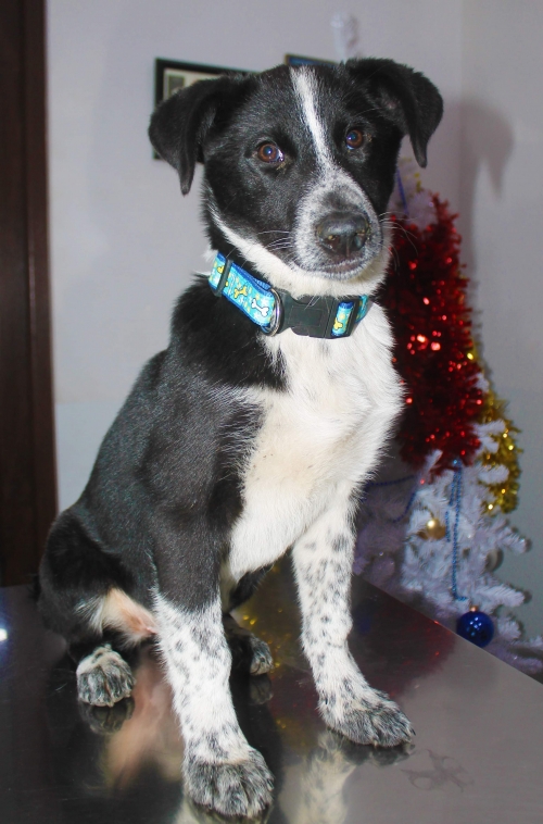 მეტისი უსახელო