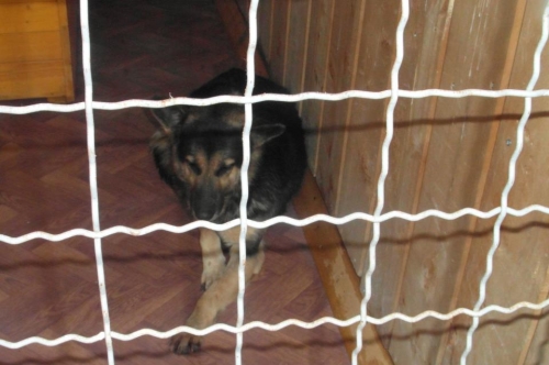 გერმანული ნაგაზი ლედი