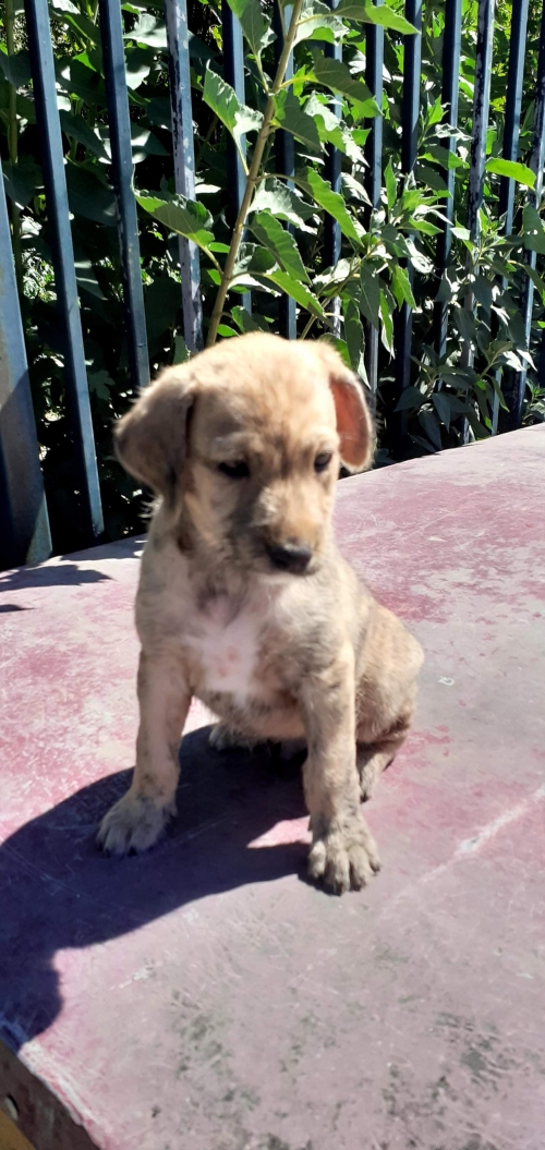 მეტისი უსახელო