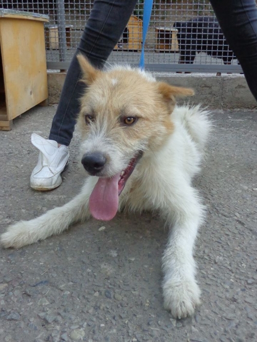 მეტისი რექსი