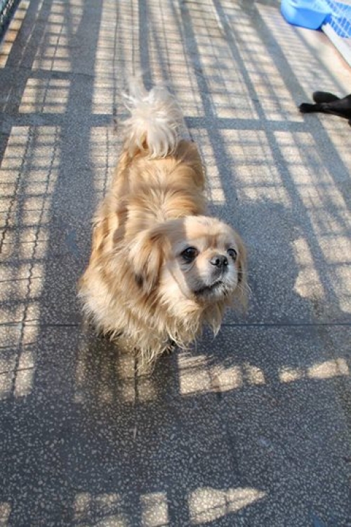 პეკინესი ბარონი