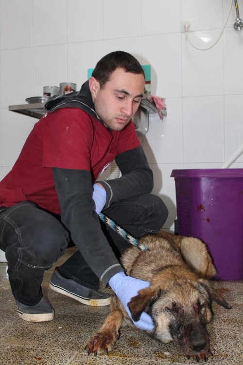 მეტისი მეილი