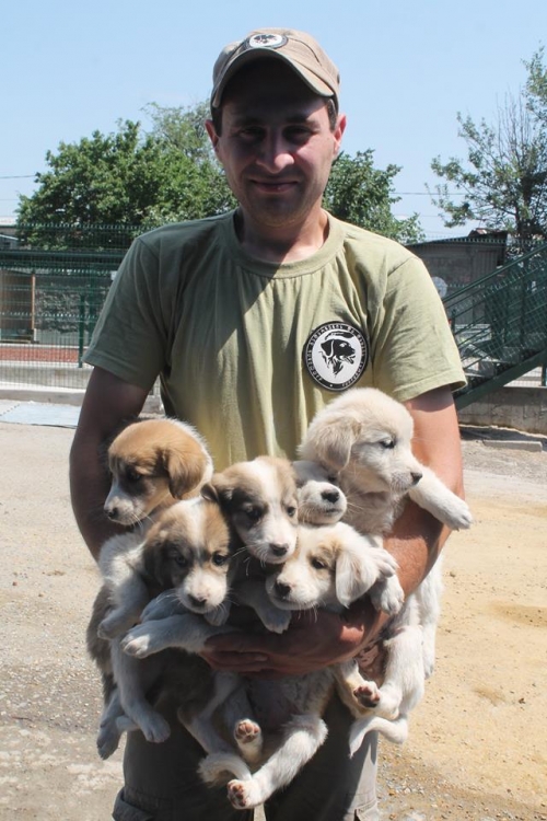 მეტისის ლეკვები უსახელო