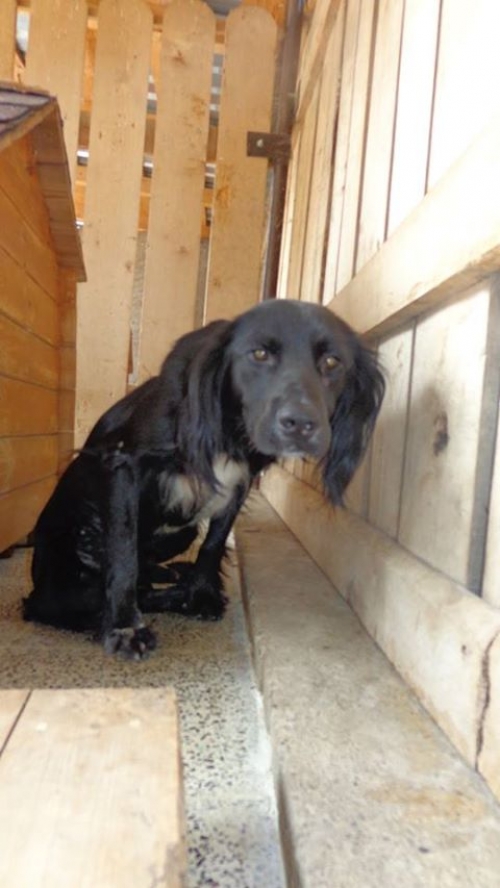 მეტისი უსახელო