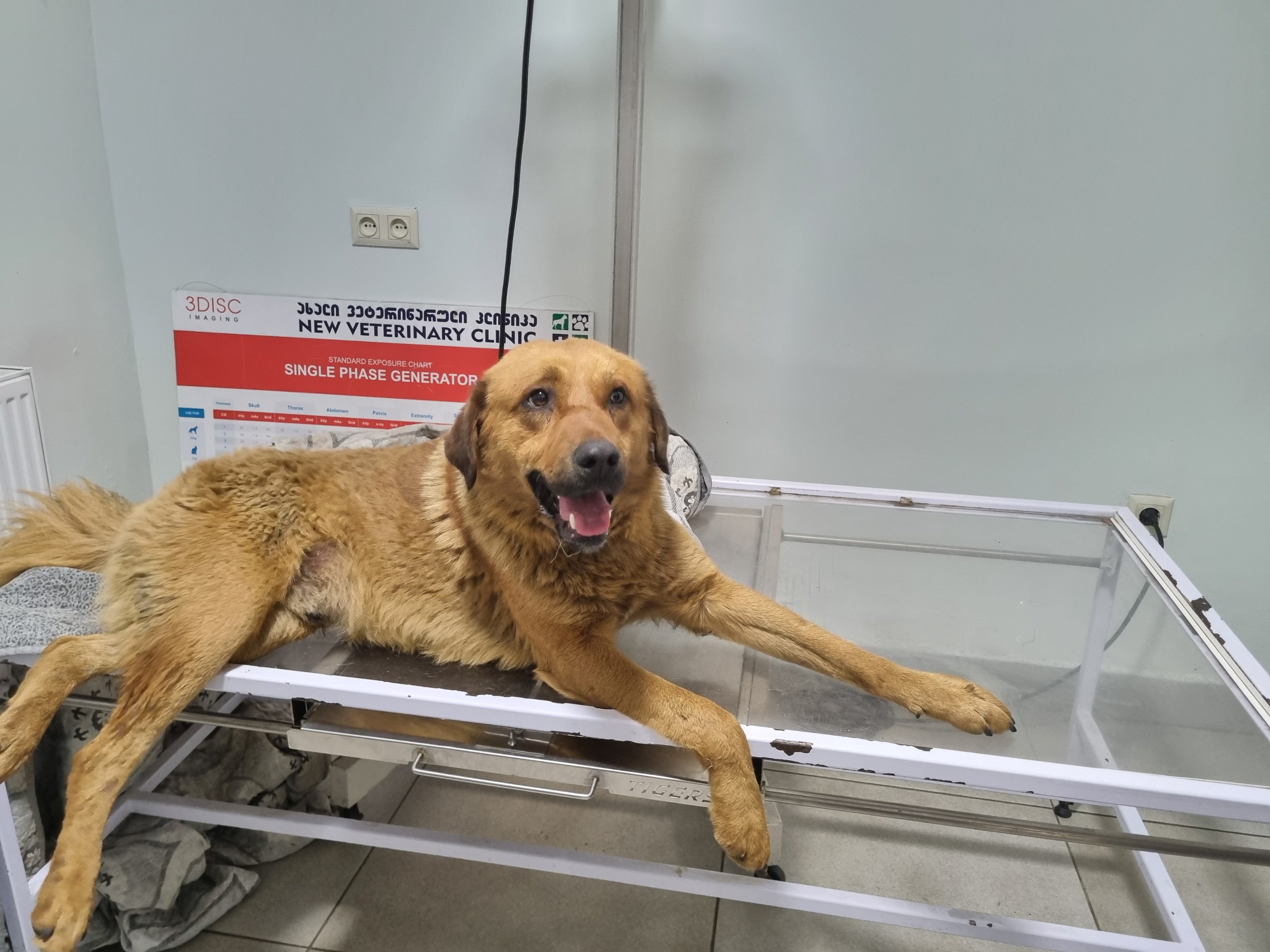 მეტისი. ზესტაფონი