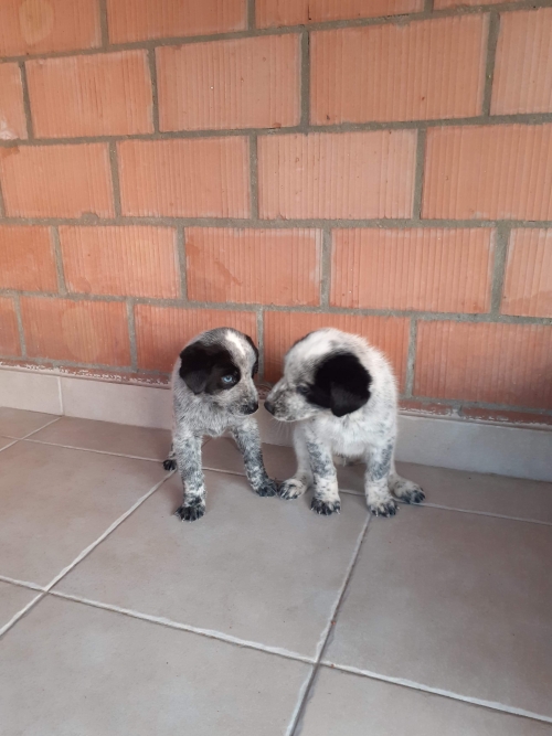 მეტისი უსახელო