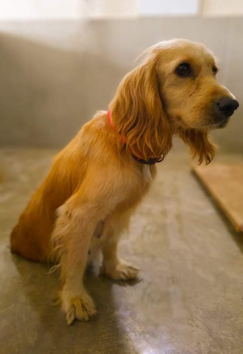 კოკერსპანიელი მიმი