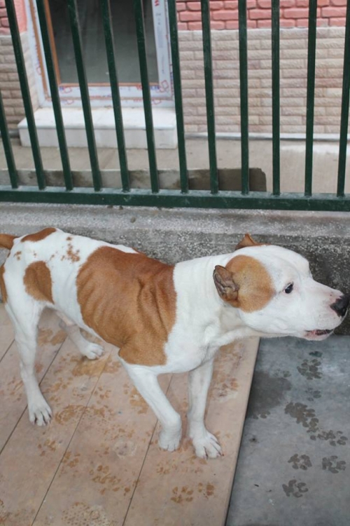 სტაფი როკი