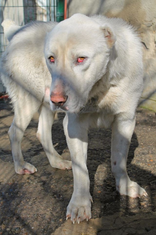 ქართული ნაგაზი მგელო
