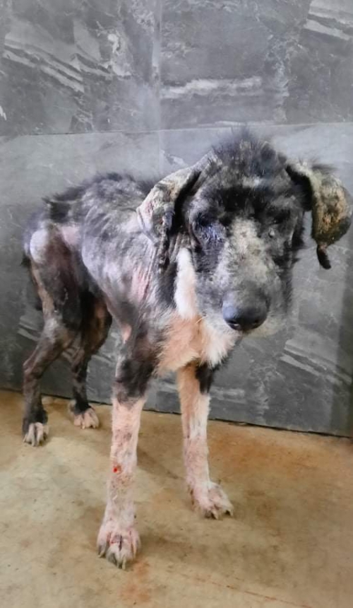 მეტისი ნაპოვნია ჯინო ფერედაისის ტერიტორიაზე