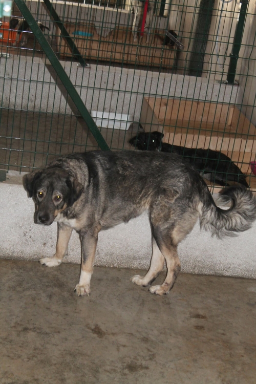 ქართული ქოფაკი სანი