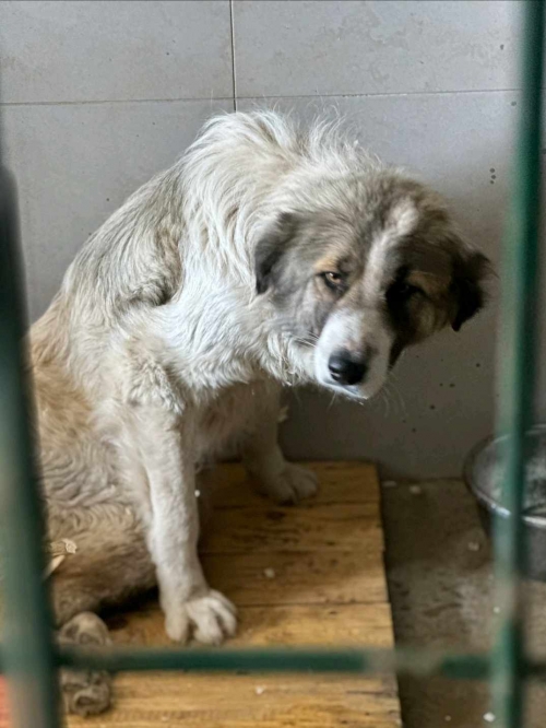 მეტისი ბოლნისი