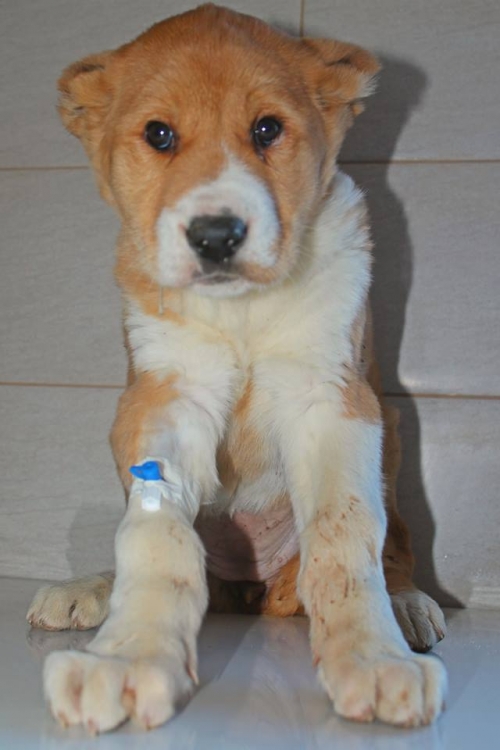 ქართული ნაგაზი თათო