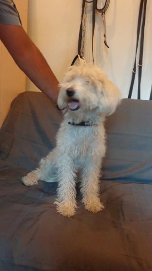 მეტისი ჩაპი