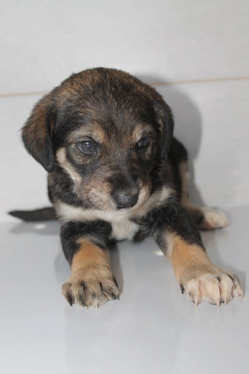 მეტისი უსახელო