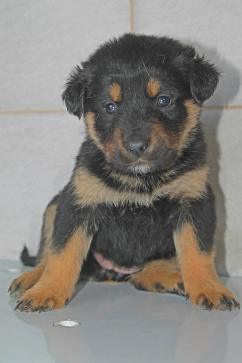 მეტისი უსახელო