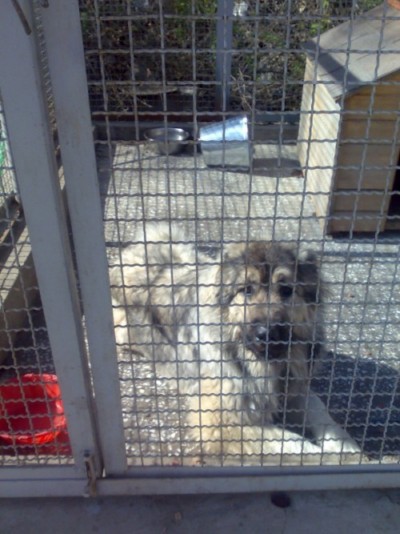 * გაჩუქებულები ტანო