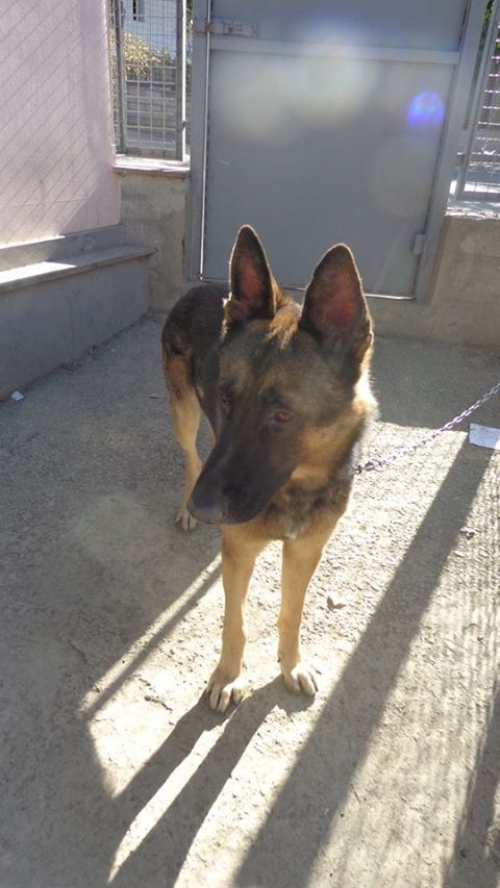 გერმანული ნაგაზი უსახელო