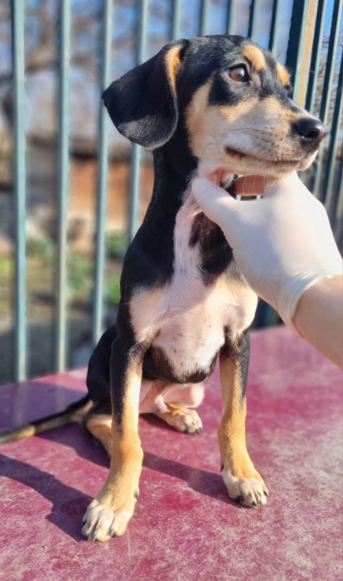 მეტისი უსახელო