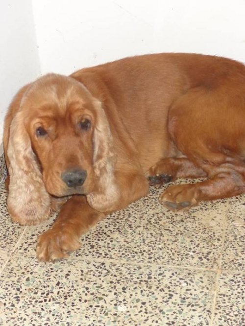 კოკერსპანიელი ზუკო