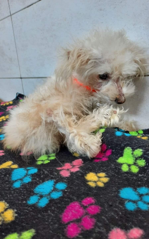 პუდელი ბენსი