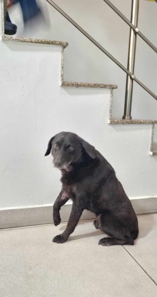 მეტისი დიდი დიღომი ორ ნაბიჯის მაღაზია