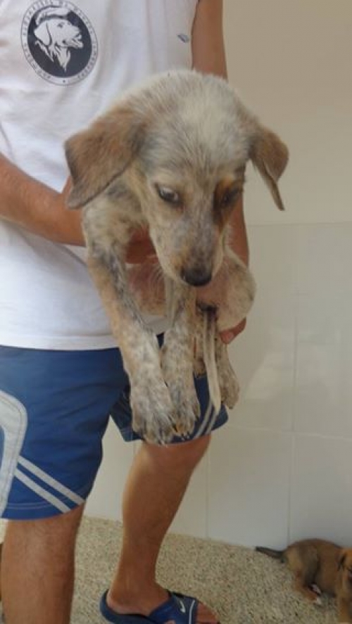 მეტისი უსახელო