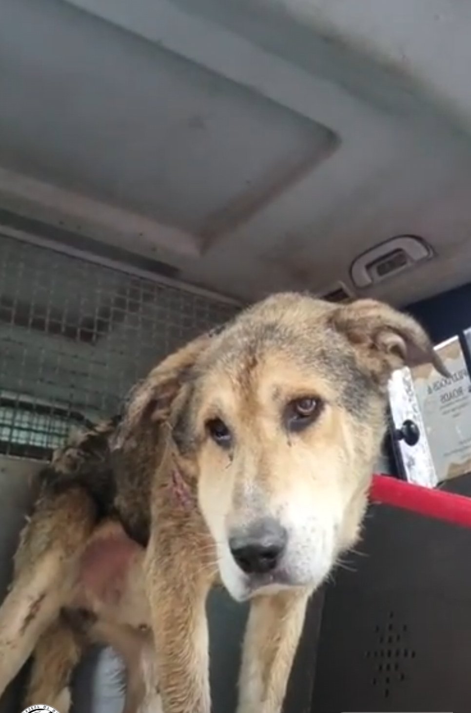 მეტისი. ნახალოვკა