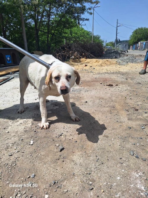 ლაბრადორი დიდიდიღომო გიორგი ბრწყინვალეს 21