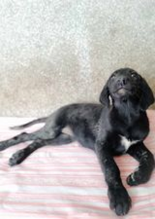 მეტისი დიდ დიღომში. პეტრიძეზ ქჩ.