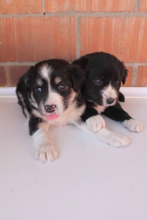 ქართული ქოფაკი უსახელო