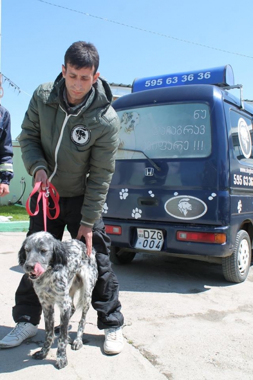 სეტერი უსახელო