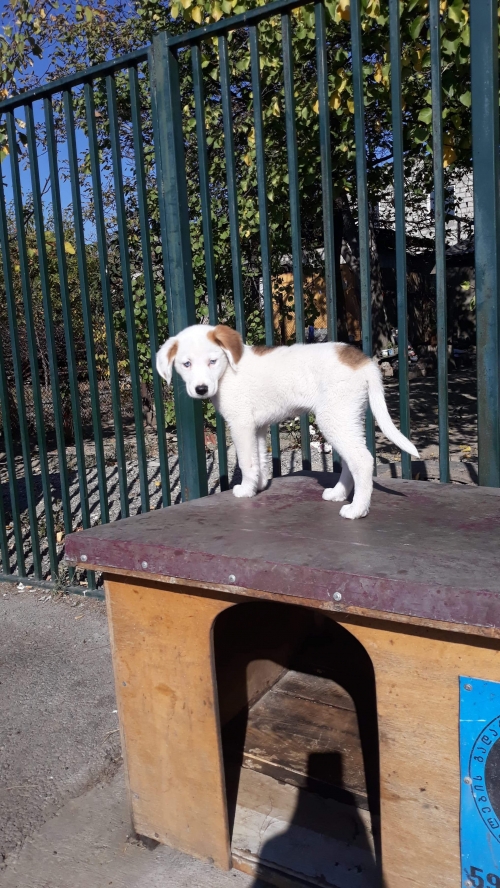 ქართული ქოფაკი უსახელო