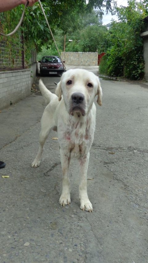 ლაბრადორი ბონი